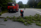 În apropierea localităţii Perii Vadului: trafic blocat pe un sens din cauza unui copac căzut pe partea carosabilă