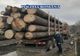 Trei sălăjeni amendaţi pentru transport de material lemnos fără documente legale